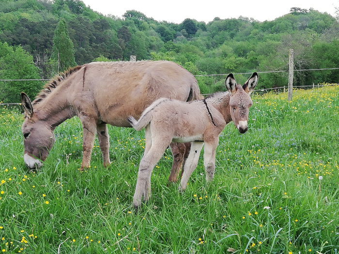 l'ânesse Fiona et son petit, dans les Landes.