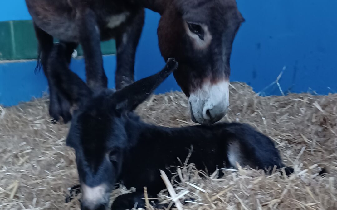 Après Olympe née le 18 mars, voici Olaf né le 20 avril, avec sa maman Mala bien attentive !